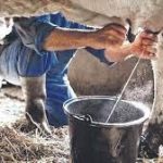 Nicaragua incrementa producción nacional de leche