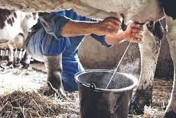 Nicaragua incrementa producción nacional de leche