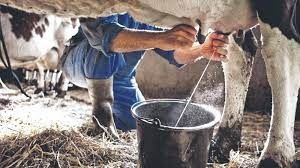 Nicaragua incrementa producción nacional de leche