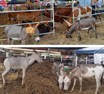 Chinandeganos celebraron alegre feria ganadera