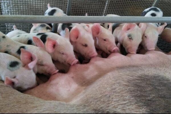 Resultados del estudio del Hati Porcino Nacional