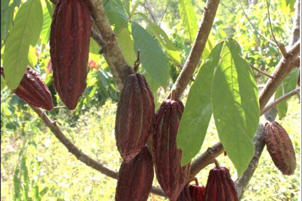 Resultado de la producción nacional de cacao, ciclo 2023/2024