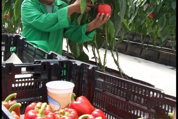 Buena salida de cosecha de hortalizas para mayo 2024