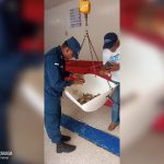 Fuerza Naval ocupa productos marinos en periodo de veda en Puerto Cabezas.