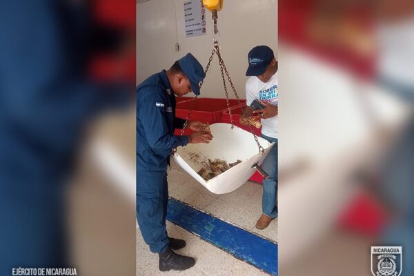 Fuerza Naval ocupa productos marinos en periodo de veda en Puerto Cabezas.