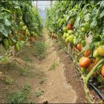 Buena cosecha de hortalizas para junio 2024