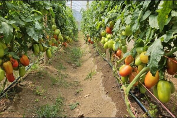 Buena cosecha de hortalizas para junio 2024