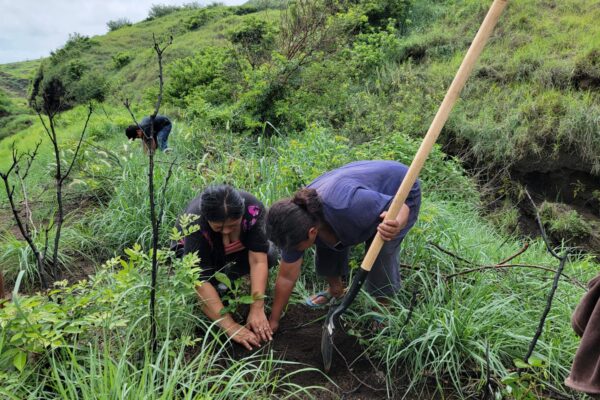 Reforestan 100 hectáreas en el Parque Nacional Volcán Masaya