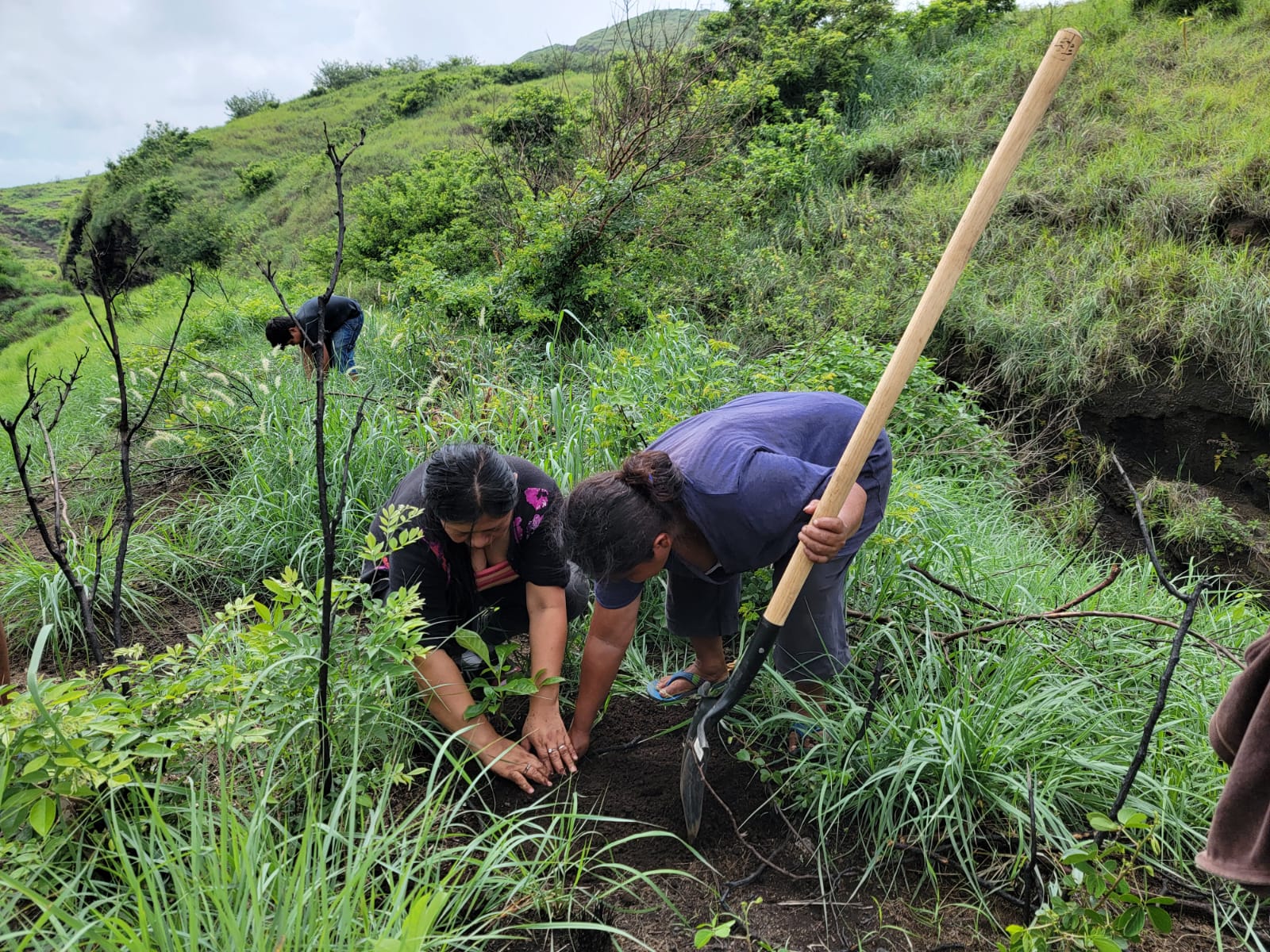 Reforestan 100 hectáreas en el Parque Nacional Volcán Masaya
