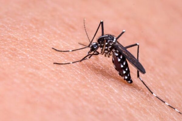 Minsa reporta menos contagios de malaria del 03 al 9 de junio del 2024