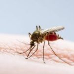 Nicaragua Registra Menos Casos de Malaria, Neumonía y Leptospirosis