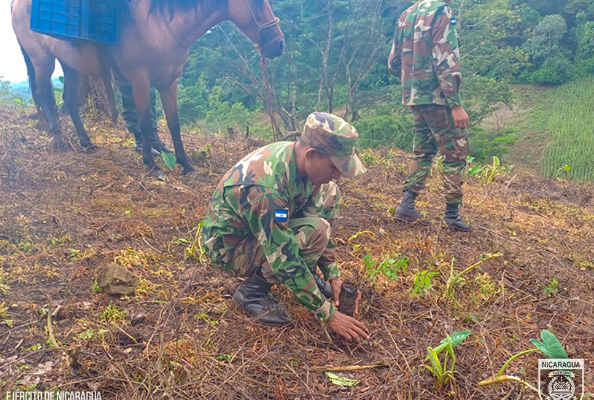 Ejército de Nicaragua, participa en jornada de reforestación en la comarca el Raizón