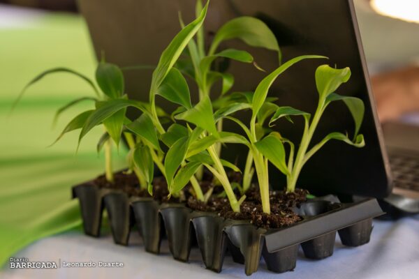 Cultivando plátano con tecnología: rendimientos y ahorros sostenibles