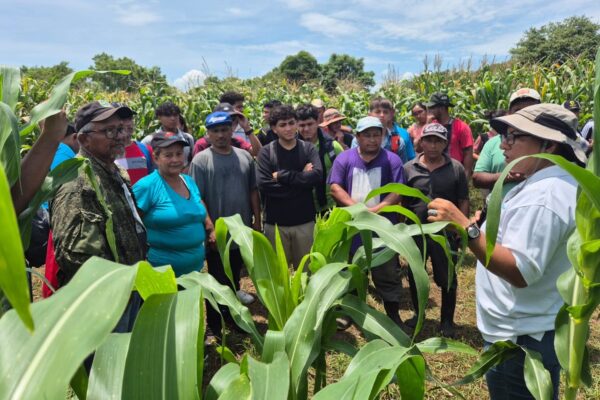 INTA Presenta nuevos métodos de siembra del maíz