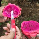 INTA presenta nueva variedades de Pitahaya Roja