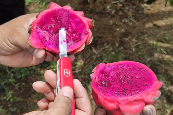 INTA presenta nueva variedades de Pitahaya Roja