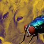 Control y Prevención del Gusano Barrenador en Nicaragua