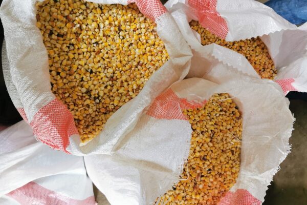 Nicaragua celebra resultados positivos en la cosecha de Maíz: “Nuestra Raíz”