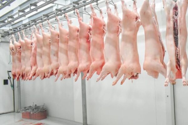 Producción de carne porcina en Nicaragua crece y fortalece la economía familiar