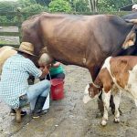 Resultados del Estudio Hato Ganadero 2024: avances y desafíos en la Producción Pecuaria