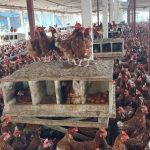 Avances significativos en la producción nacional de huevo en 2024