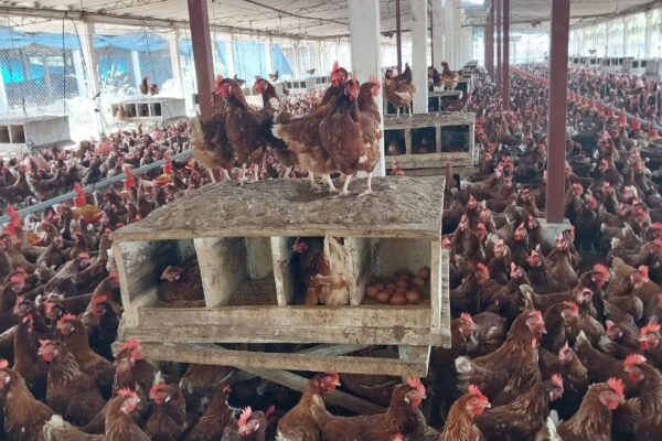 Avances significativos en la producción nacional de huevo en 2024