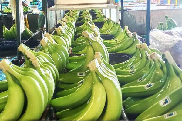 Exportación de Banano en buen avance en el Tercer Trimestre de 2024