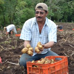 Productores de papa en Nicaragua esperan una excelente cosecha