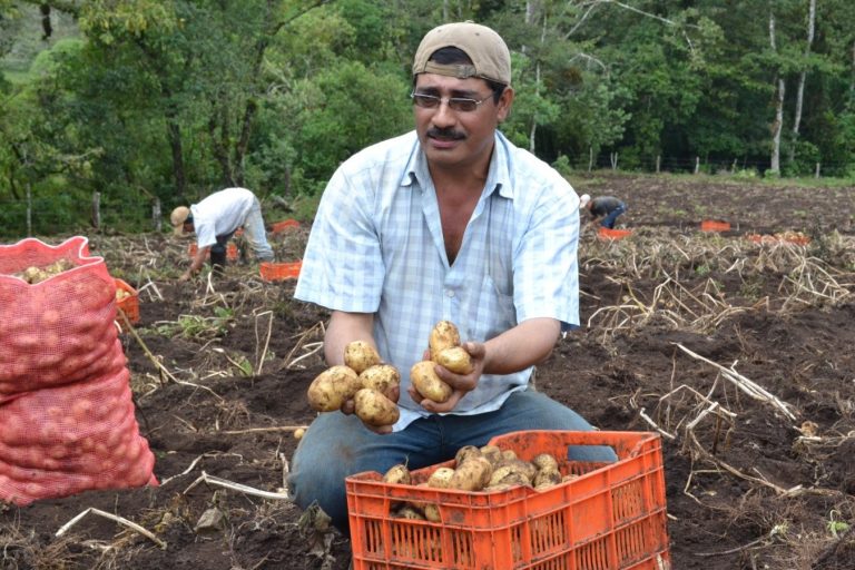 Productores de papa en Nicaragua esperan una excelente cosecha