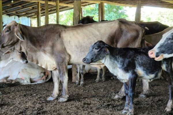 Resultados Programa Mejoramiento Genético e Inseminación Artificial Bovina