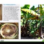 Taller Integral sobre Manejo de Suelos y Nutrición en el Cultivo de Plátano