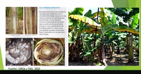 Taller Integral sobre Manejo de Suelos y Nutrición en el Cultivo de Plátano