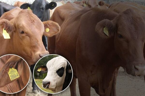 Trazabilidad Agropecuaria en Nicaragua: Clave para impulsar exportaciones y apoyar a pequeños productores