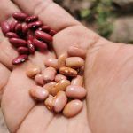 Ministerio Agropecuario Informa Incremento del 9.2% en Siembra de Frijol Rojo