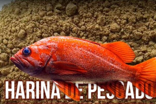 Nicaragua fortalecerá la seguridad alimentaria con la implementación de harina de pescado