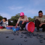 MARENA Libera 236 Tortuguillos de Paslama