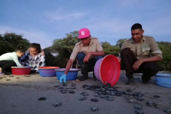 MARENA Libera 236 Tortuguillos de Paslama
