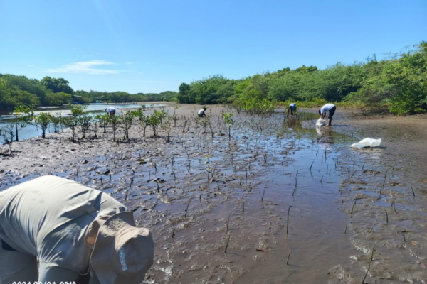 15 mil propágulos son plantados en la Reserva Natural Isla Juan Venado