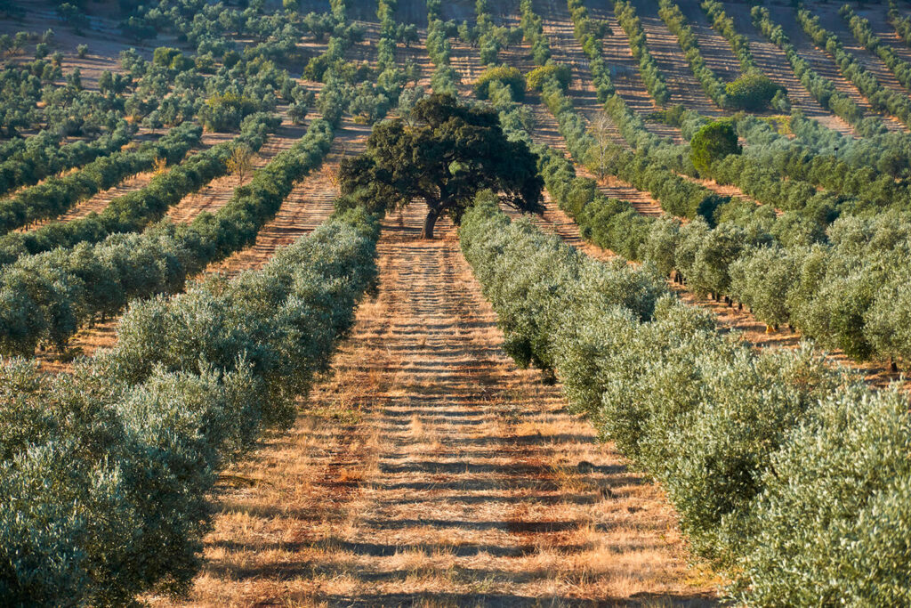 Prisioneros de tierra de olivos y tomillo