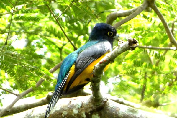 MARENA anuncia la identificación de 287 especies de aves en el II Avistamiento y Conteo 2024