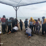 Viveristas Resguardan 197 Huevos de Paslama en Isla Juan Venado