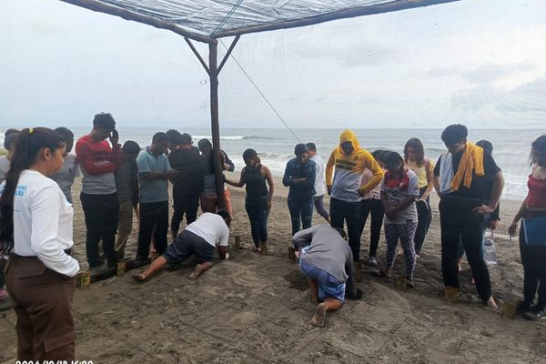 Viveristas Resguardan 197 Huevos de Paslama en Isla Juan Venado