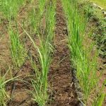 Presentamos la Nueva Variedad Mejorada de Arroz Secano: INTA Nacional