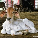 Nicaragua revalida su estatus sanitario ante la OMS-ANIMAL