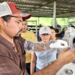 INTA impulsa técnicas de sincronización e inseminación artificial bovina para mejorar la ganadería