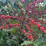Cosecha de Café Robusta 2024/2025: Perspectivas Positivas para la Producción