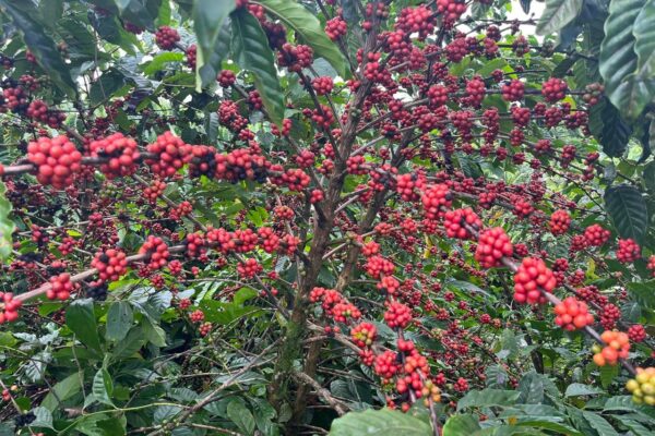 Cosecha de Café Robusta 2024/2025: Perspectivas Positivas para la Producción