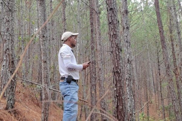 IPSA Garantiza Sanidad en Plantaciones Forestales con Nuevas Iniciativas