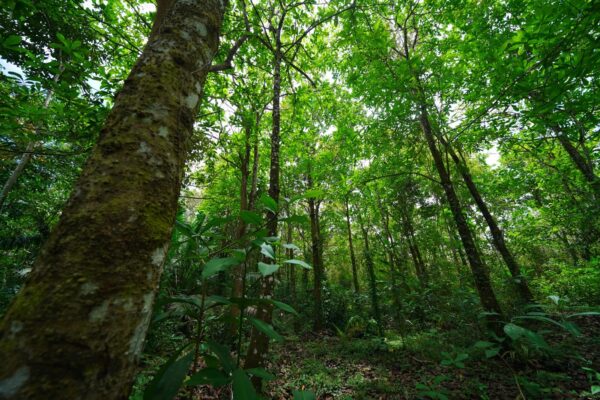 Gobierno de Nicaragua impulsa restauración de bosques a través del MARENA