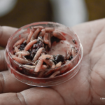 Nicaragua Concluye Taller Regional de Autoridades Sanitarias para Combatir el Gusano Barrenador